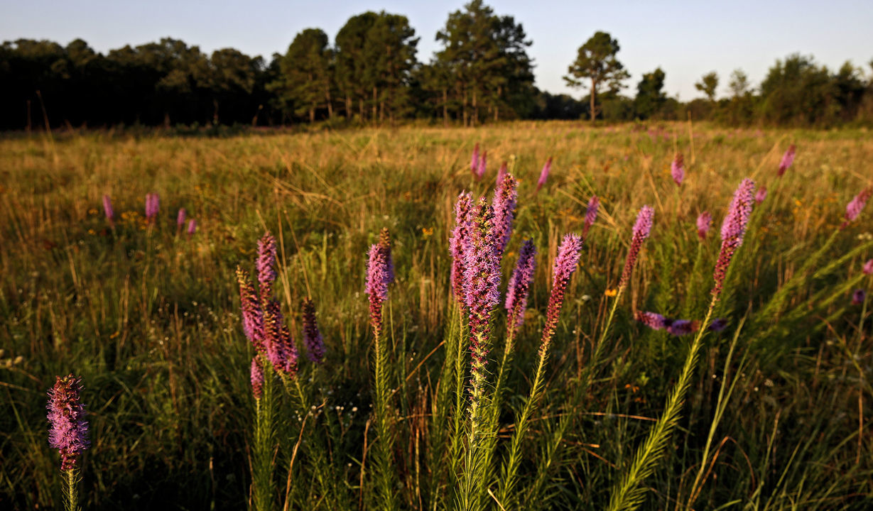 Nickel Preserve